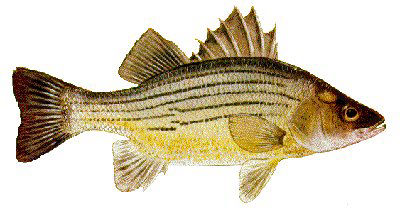 Guntersville Bass Fishing Guide
