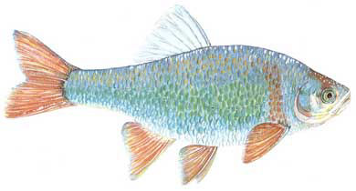 Guntersville Bass Fishing Guide