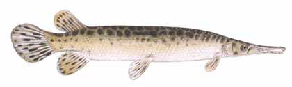 Guntersville Bass Fishing Guide