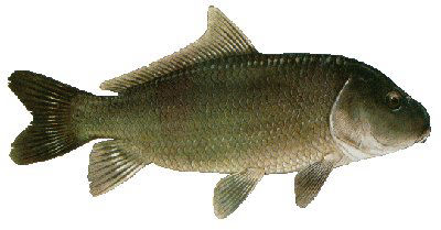 Guntersville Bass Fishing Guide
